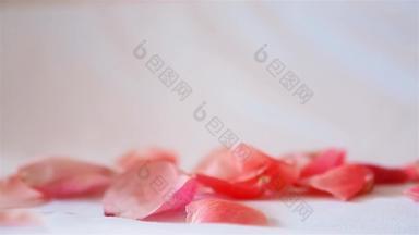 <strong>玫瑰</strong>花瓣粉红色的秋天前底白色背景